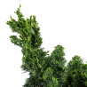 Chamaecyparis Hinoki - B5414