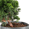 Chamaecyparis Hinoki - B5414