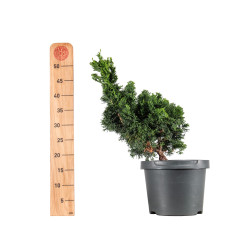Chamaecyparis Hinoki - B5414