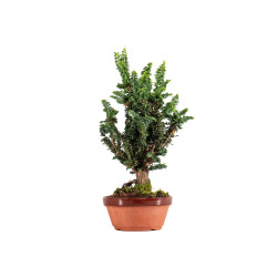 Sekka Hinoki - B5416