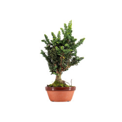Sekka Hinoki - B5416