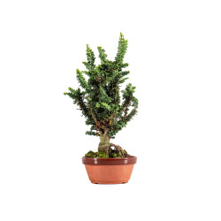Sekka Hinoki - B5416
