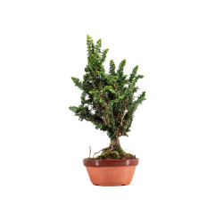 Sekka Hinoki - B5416