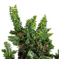 Sekka Hinoki - B5416