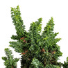 Sekka Hinoki - B5416