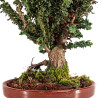 Sekka Hinoki - B5416