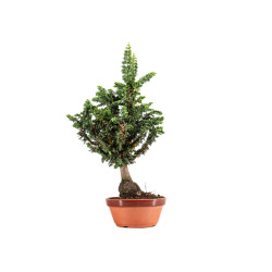 Sekka Hinoki - B5421