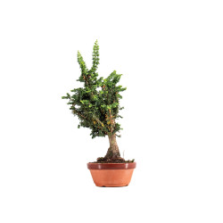 Sekka Hinoki - B5421