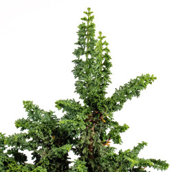 Sekka Hinoki - B5421