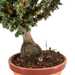 Sekka Hinoki - B5421