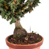 Sekka Hinoki - B5421