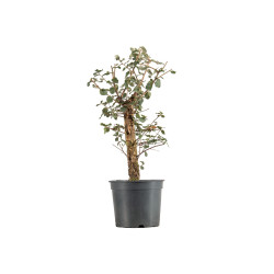 Quercus suber - B5419