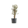 Quercus suber - B5419