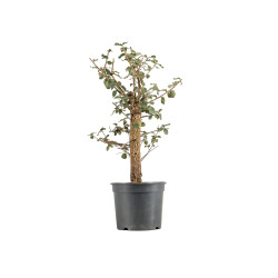 Quercus suber - B5419