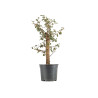Quercus suber - B5419