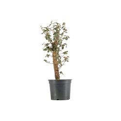 Quercus suber - B5419