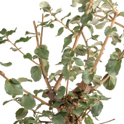 Quercus suber - B5419
