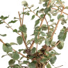 Quercus suber - B5419