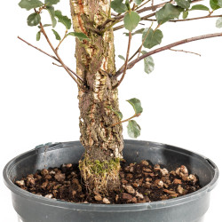 Quercus suber - B5419