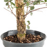 Quercus suber - B5419