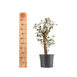 Quercus suber - B5419