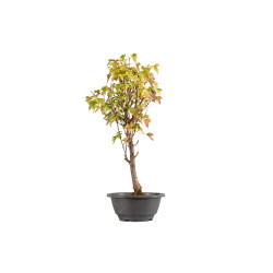 Acer buergerianum - B5427
