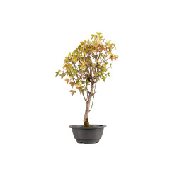 Acer buergerianum - B5427