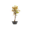 Acer buergerianum - B5427