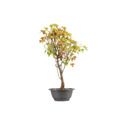 Acer buergerianum - B5427