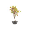 Acer buergerianum - B5427
