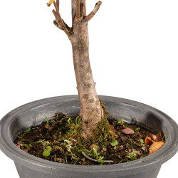 Acer buergerianum - B5427