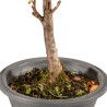 Acer buergerianum - B5427