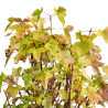 Acer buergerianum - B5427