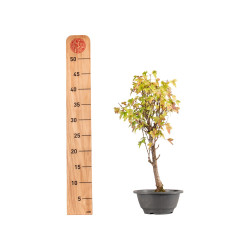 Acer buergerianum - B5427