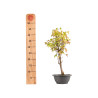 Acer buergerianum - B5427