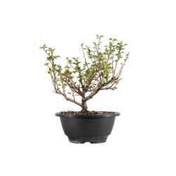 Chaenomeles chojubai - B5429