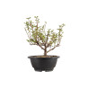 Chaenomeles chojubai - B5429