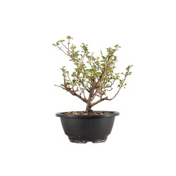Chaenomeles chojubai - B5429