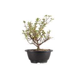 Chaenomeles chojubai - B5429