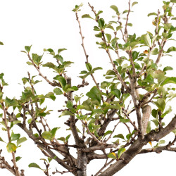 Chaenomeles chojubai - B5429