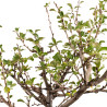 Chaenomeles chojubai - B5429