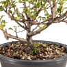 Chaenomeles chojubai - B5429