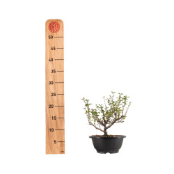 Chaenomeles chojubai - B5429