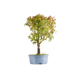 Acer palmatum - B5431