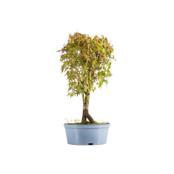 Acer palmatum - B5431