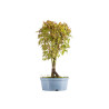Acer palmatum - B5431