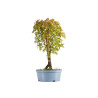 Acer palmatum - B5431