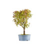 Acer palmatum - B5431