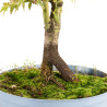 Acer palmatum - B5431