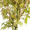 Acer palmatum - B5431